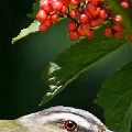 Red-Eyed Vireo With Berries  (matted print 8x12) JAH-14-160